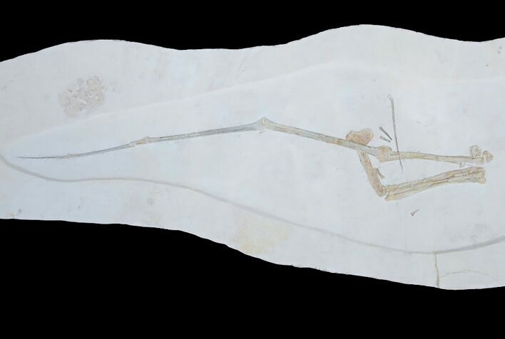 Pterosaur Wing (Azhdarchidae) - Solnhofen Limestone #136252